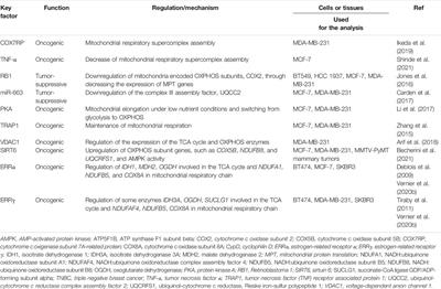 Emerging Roles of COX7RP and Mitochondrial Oxidative Phosphorylation in Breast Cancer